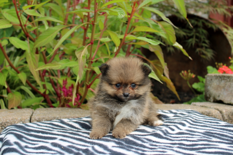 puppy, for, sale, Pomeranian, Matthew B. Stoltzfus, dog, breeder, Gap, PA, dog-breeder, puppy-for-sale, forsale, nearby, find, puppyfind, locator, puppylocator, aca